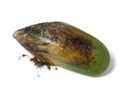 Green-lipped mussel products